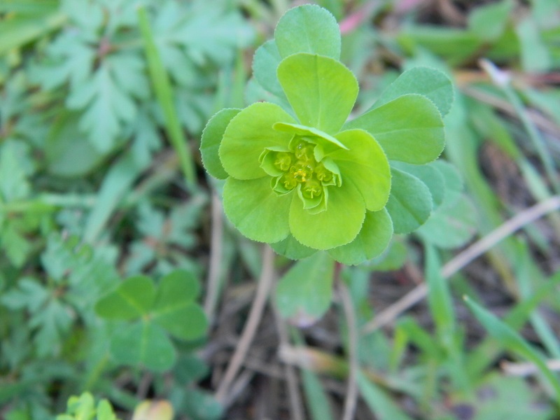 su terreno sabbioso - Euphorbia sp.