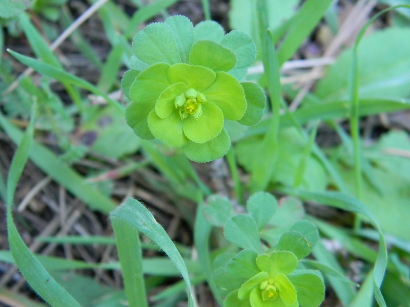 su terreno sabbioso - Euphorbia sp.