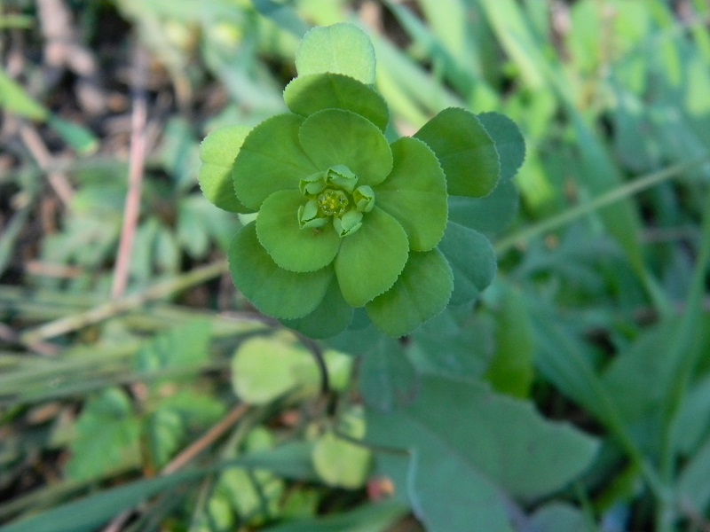 su terreno sabbioso - Euphorbia sp.