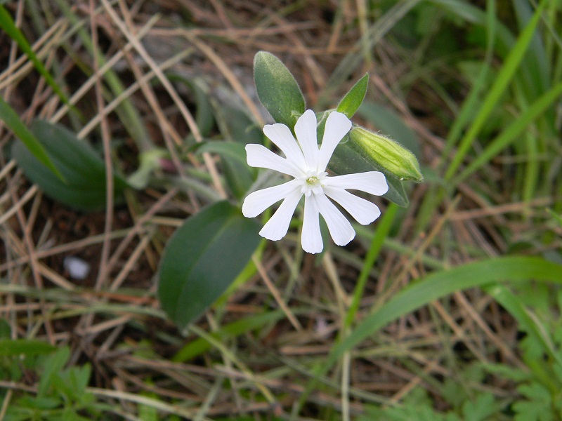 Sotto pineta marina - Silene latifolia