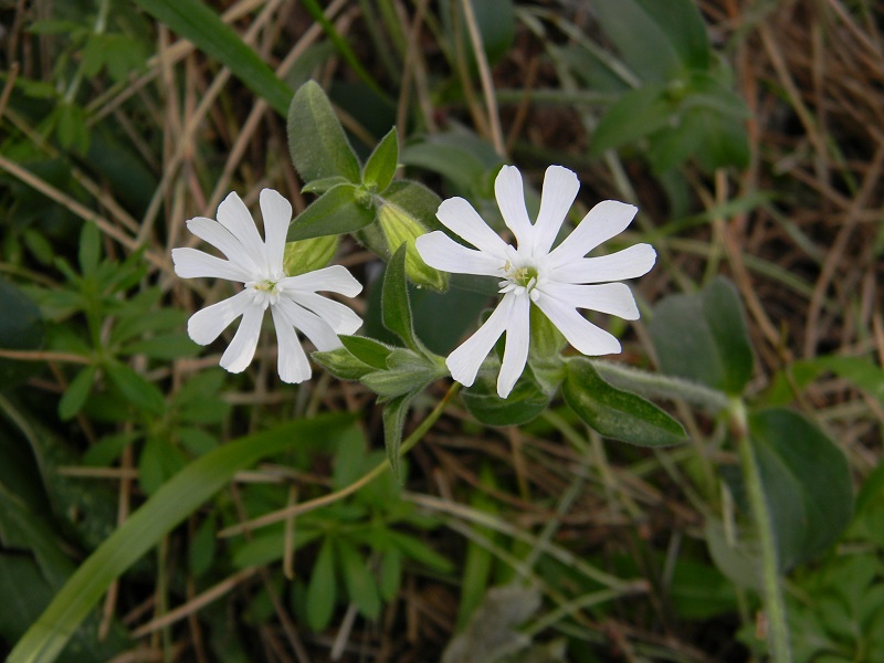 Sotto pineta marina - Silene latifolia