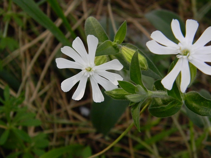 Sotto pineta marina - Silene latifolia