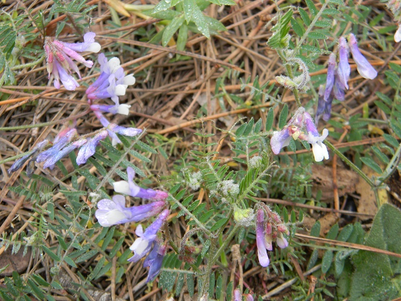 Vicia sp.