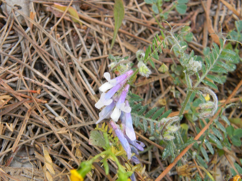 Vicia sp.