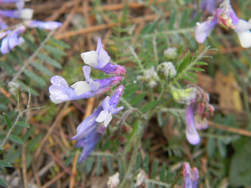 Vicia sp.