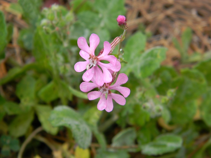 Silene cfr. colorata