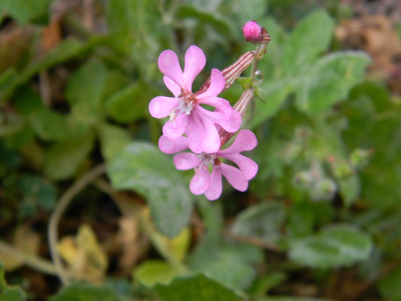 Silene cfr. colorata