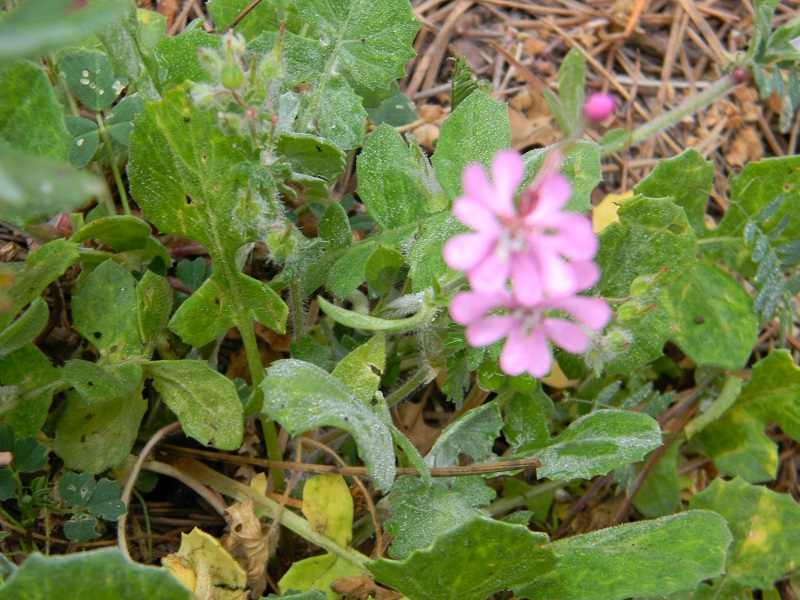 Silene cfr. colorata