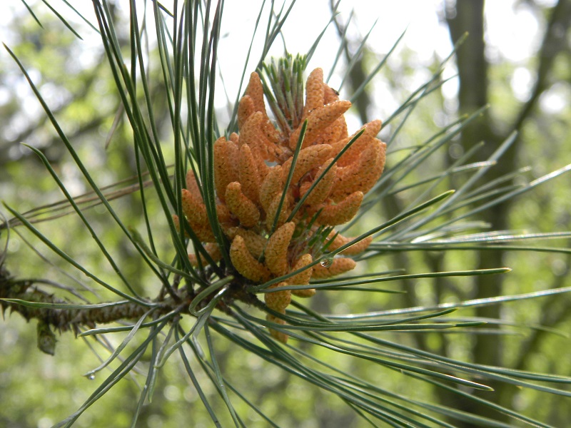 Pinus pinaster