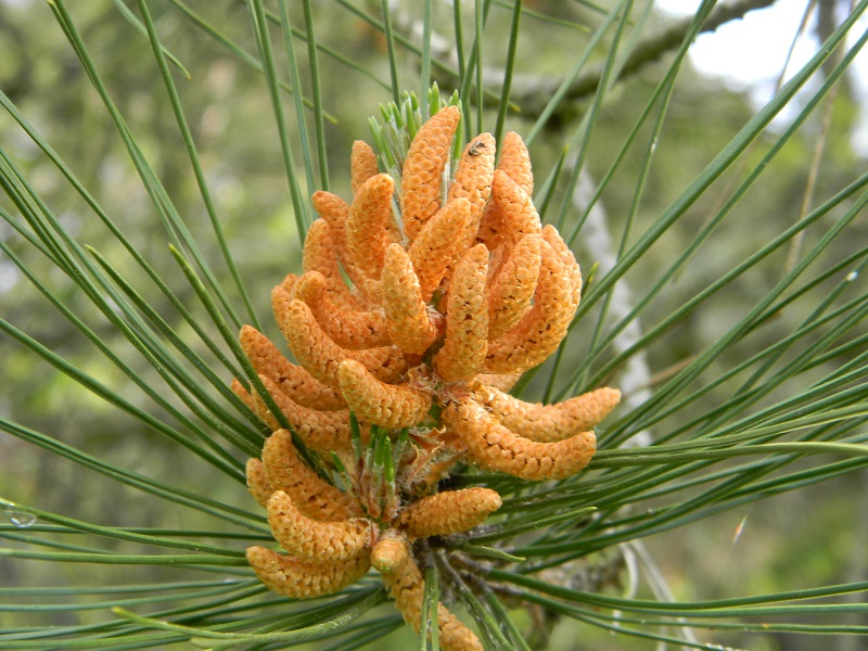 Pinus pinaster