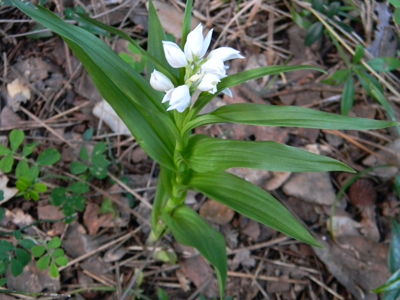 Cephalanthera longifolia