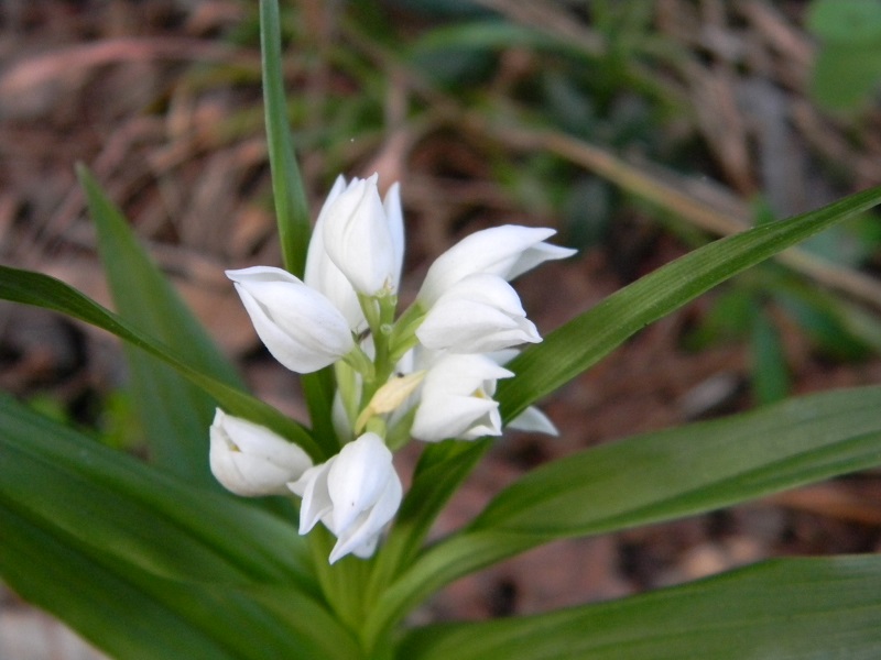 Cephalanthera longifolia