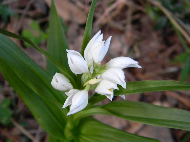 Cephalanthera longifolia