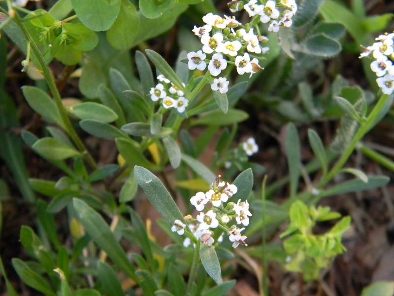 Lobularia maritima (Brassicaceae)