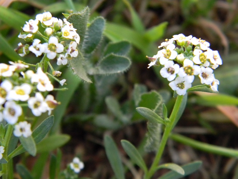 Lobularia maritima (Brassicaceae)