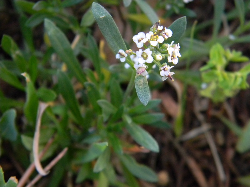 Lobularia maritima (Brassicaceae)