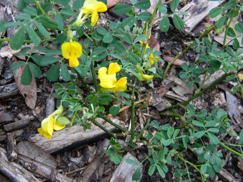 Emerus major (Fabaceae)