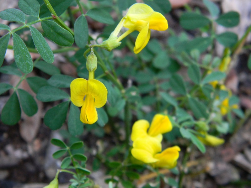 Emerus major (Fabaceae)