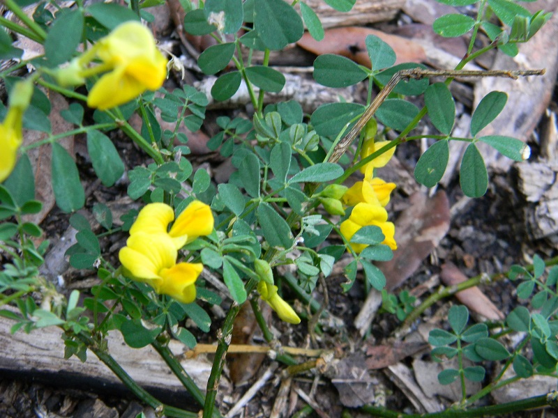 Emerus major (Fabaceae)