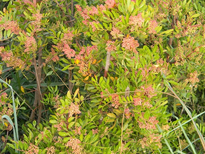 Pistacia lentiscus