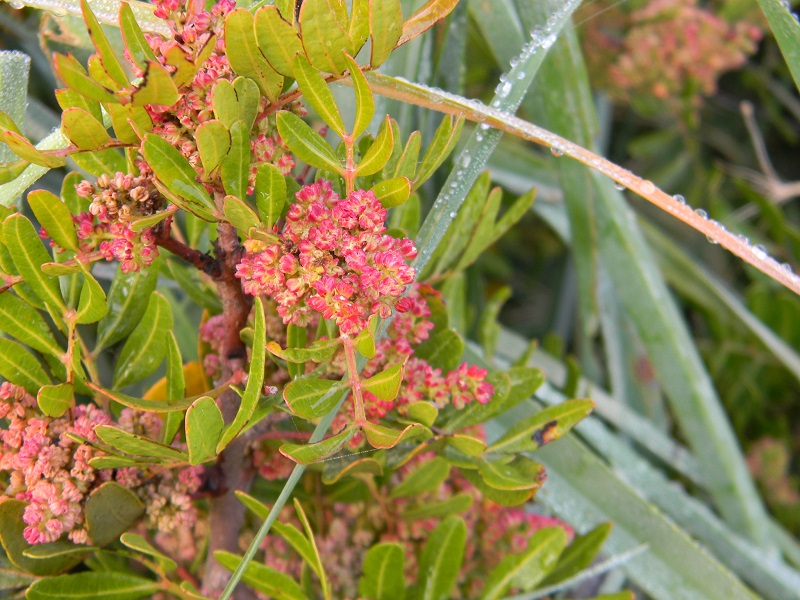 Pistacia lentiscus