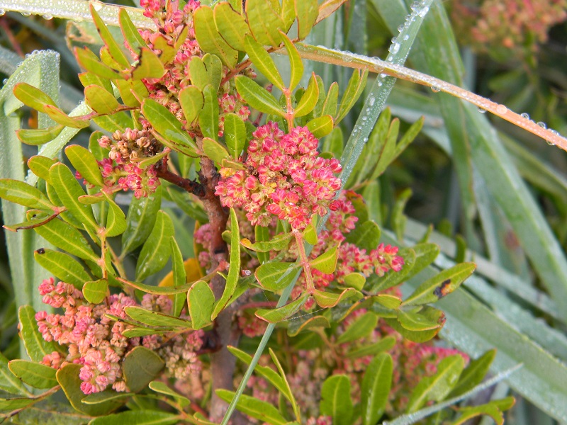 Pistacia lentiscus