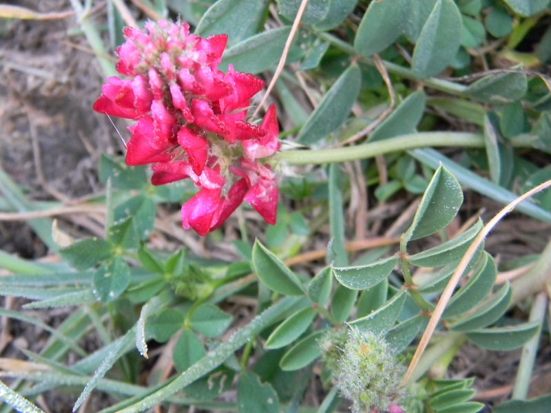 Sulla coronaria (Fabaceae)