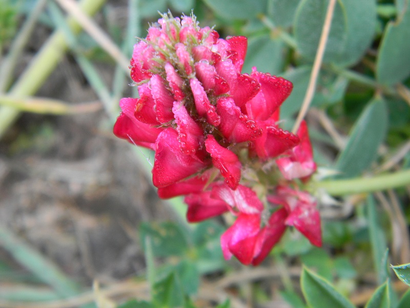 Sulla coronaria (Fabaceae)