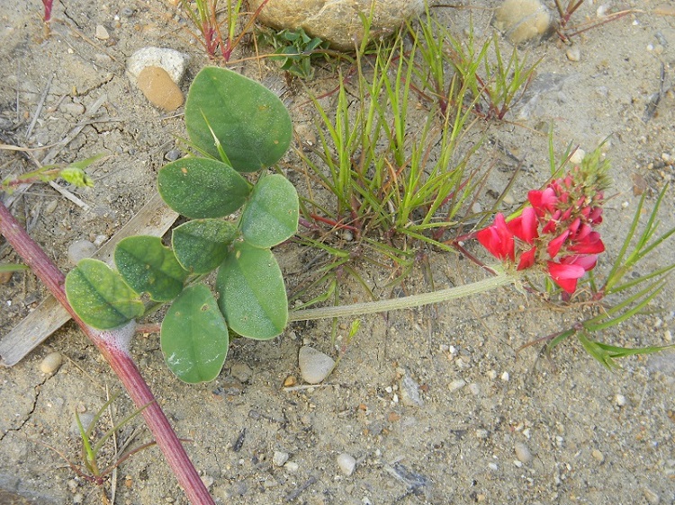 Sulla coronaria (Fabaceae)