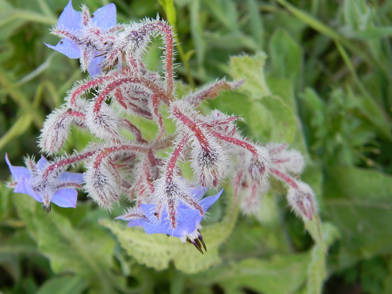 Borago officinalis (Boraginaceae)