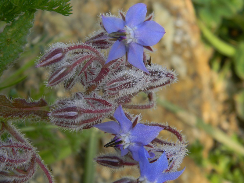 Borago officinalis (Boraginaceae)