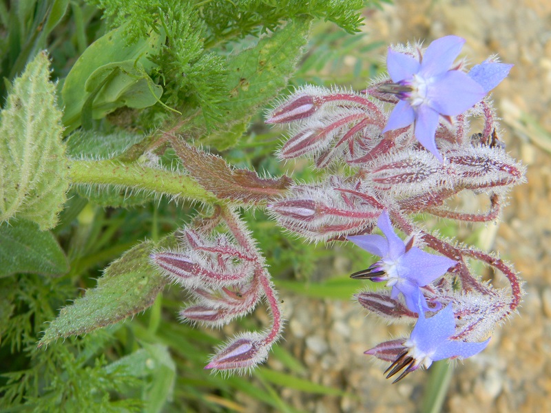 Borago officinalis (Boraginaceae)