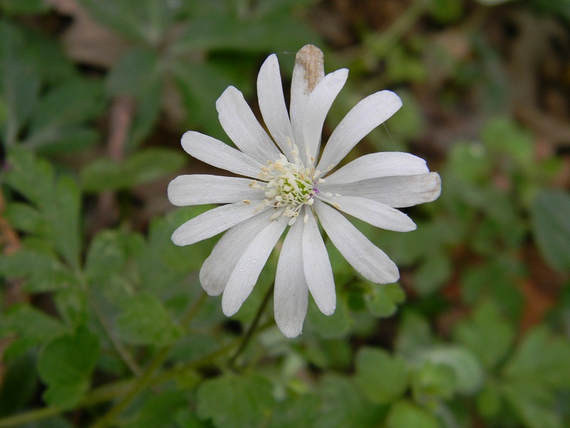 Anemone apennina