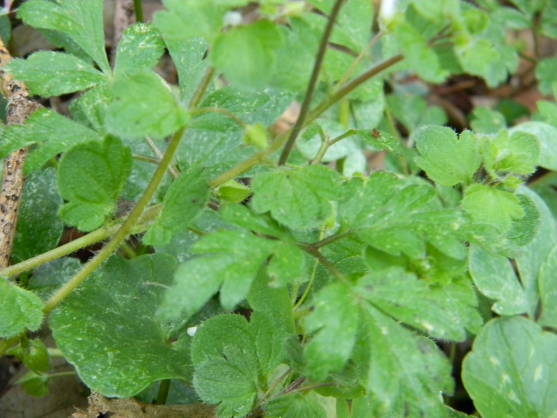 Anemone apennina