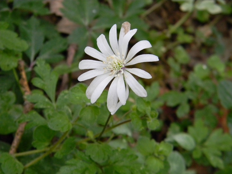 Anemone apennina