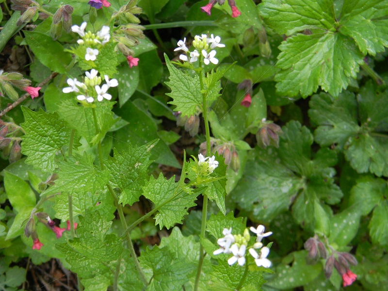 Alliaria petiolata (Brassicaceae)