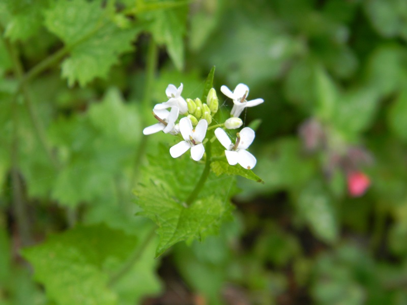 Alliaria petiolata (Brassicaceae)