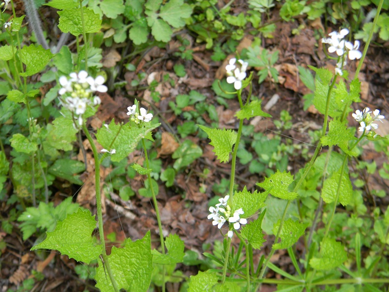 Alliaria petiolata (Brassicaceae)