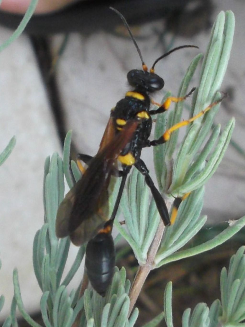 forse Sceliphron sp ??? s, Sceliphron caementarium