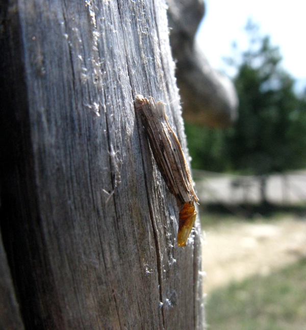 Altro Psychidae da identificare