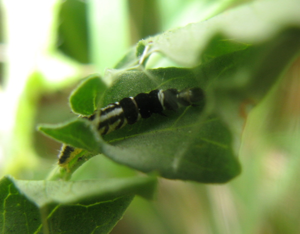 Bruco...di Helcystogramma sp.- Gelechiidae