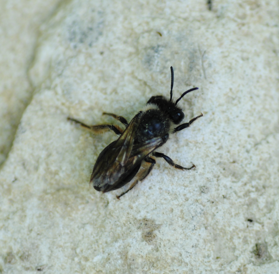 Andrena sp.