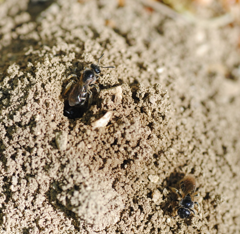 Apidae: altra Andrena? No, Halictus o Lasioglossum sp.