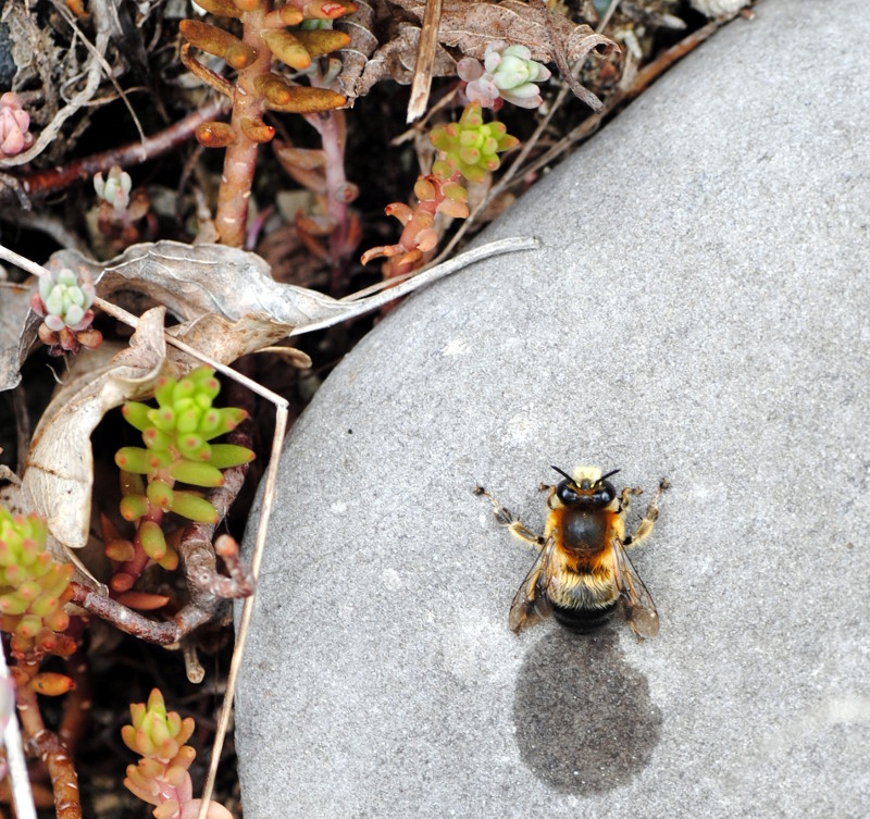 Anthophora sp. (Apidae Anthophorinae)