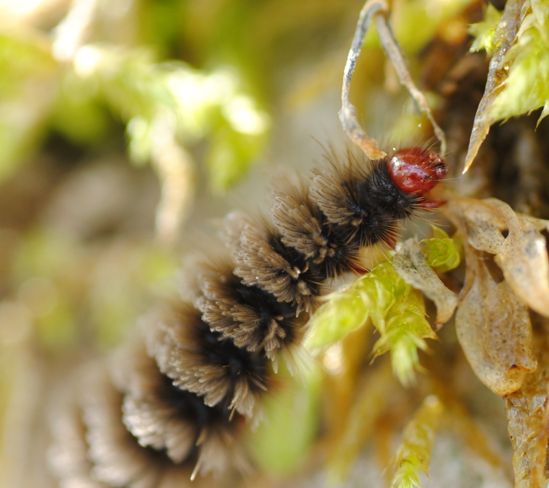 Erebidae:  bruco di Amata sp.?  S !