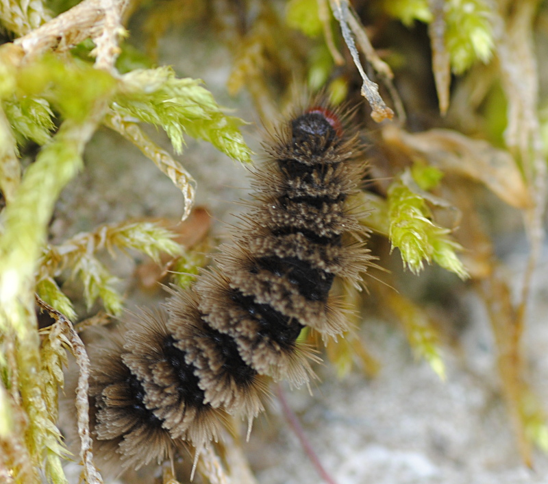 Erebidae:  bruco di Amata sp.?  S !