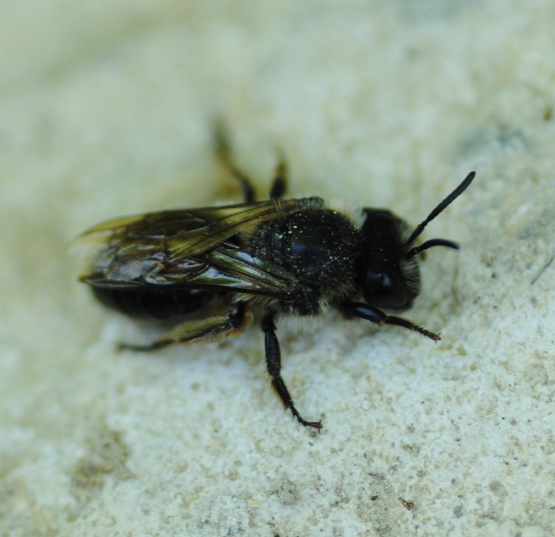 Andrena sp.