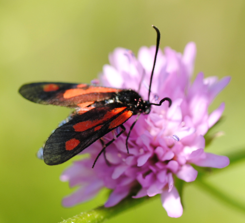 Zygaena romeo?  S !