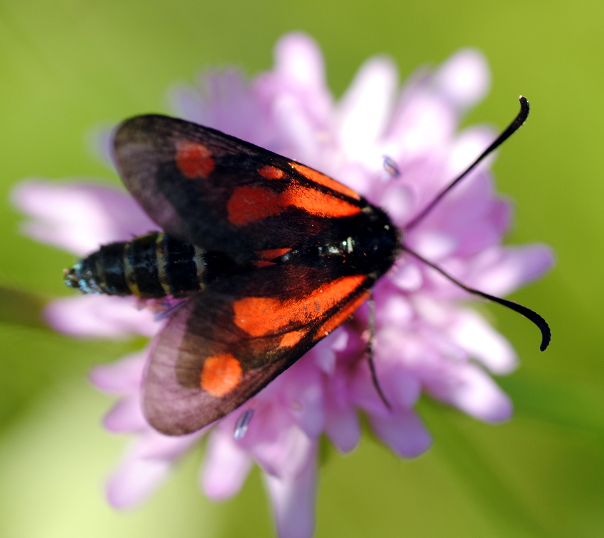 Zygaena romeo?  S !