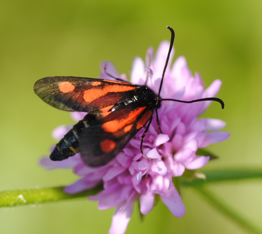 Zygaena romeo?  S !